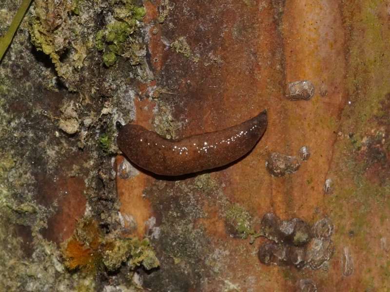 Bierschnegel (Yellow Slug, Limacus flavus); Foto. 08.12.2017, Huasquila Amazon Lodge, Nähe Cotundo