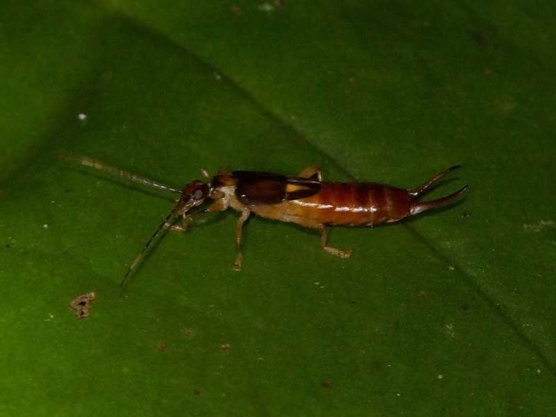 Unbestimmte Insektenart Nr. 12; Foto: 08.12.2017, Huasquila Amazon Lodge, Nähe Cotundo