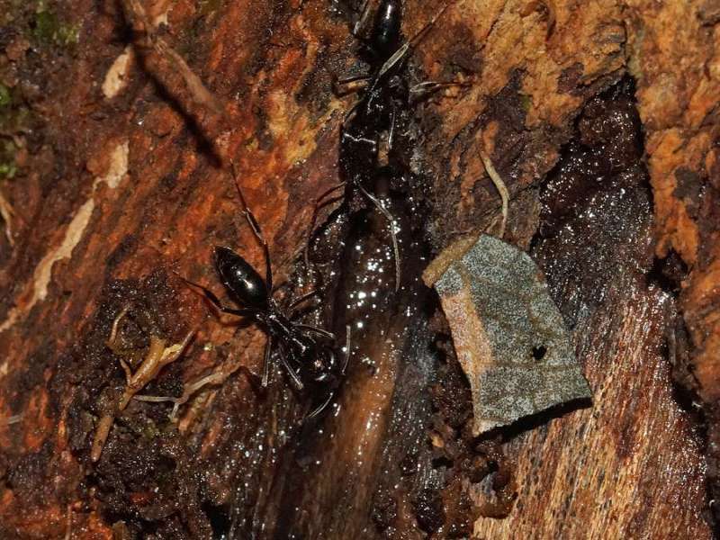 Unbestimmte Hautflüglerart Nr. 11 (Formicidae); Foto: 08.12.2017, Huasquila Amazon Lodge, Nähe Cotundo