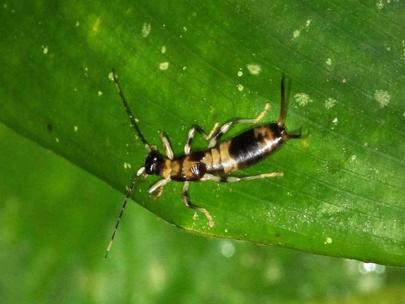 Unbestimmte Insektenart Nr. 13; Foto: 08.12.2017, Huasquila Amazon Lodge, Nähe Cotundo