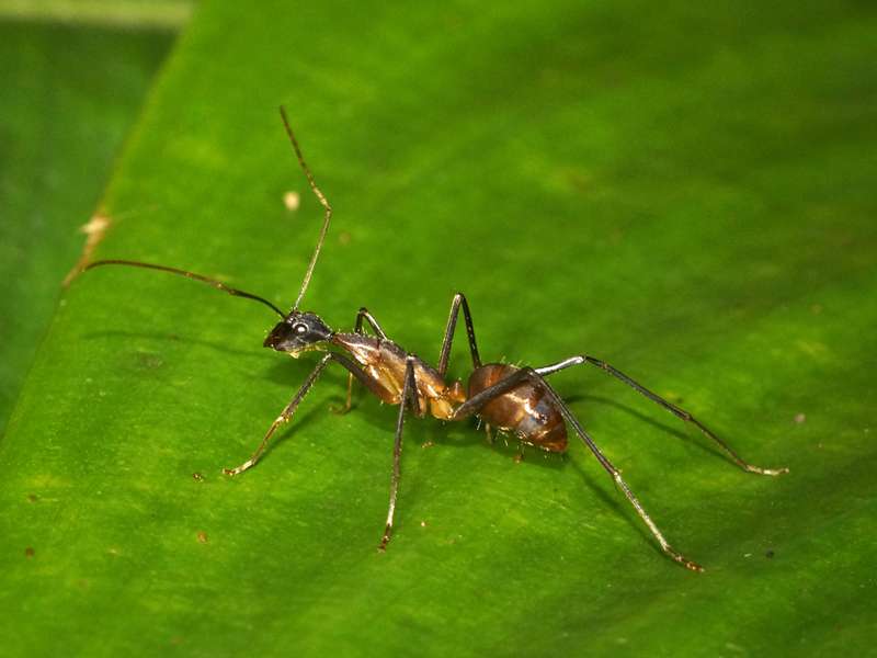 Unbestimmte Hautflüglerart Nr. 12 (Formicidae); Foto: 08.12.2017, Huasquila Amazon Lodge, Nähe Cotundo