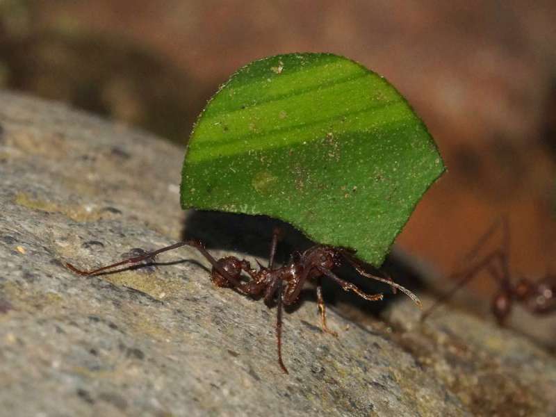 Blattschneiderameisenart Nr. 1 (Formicidae); Foto: 09.12.2017, Huasquila Amazon Lodge, Nähe Cotundo