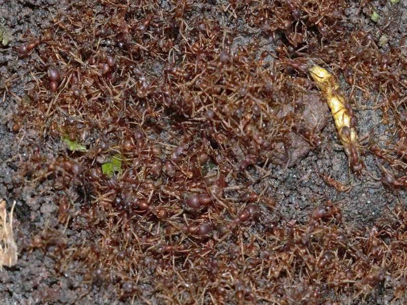 Unbestimmte Hautflüglerart Nr. 13 (Formicidae); Foto: 09.12.2017, Nähe San-Rafael-Wasserfall