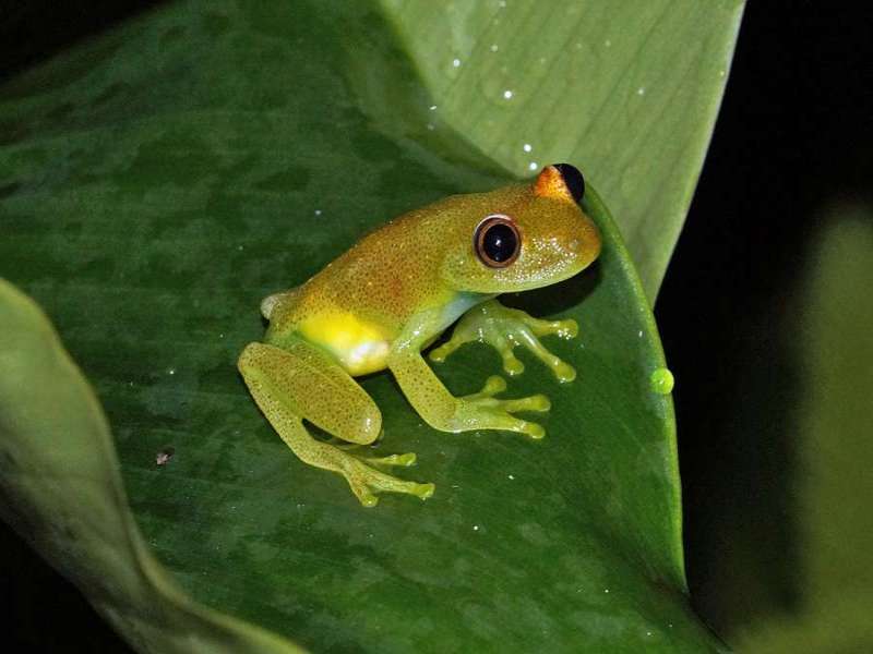 Smaragd-Glasfrosch (Nicaragua Giant Glass Frog, Espadarana prosoblepon); Foto: 11.12.2017, Napo Cultural Center