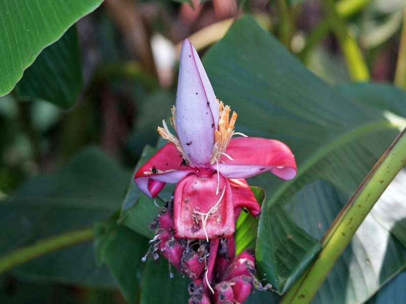 Rosa Zwergbanane (Pink Banana, Musa velutina); Foto: 13.12.2017, Napo Wildlife Center