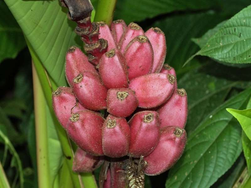 Rosa Zwergbanane (Pink Banana, Musa velutina); Foto: 15.12.2017, Sacha Lodge