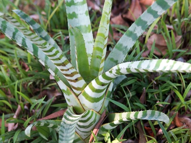 Lanzenrosette (Amazonian Zebra Plant, Aechmea chantinii); Foto: 16.12.2017, Sacha Lodge