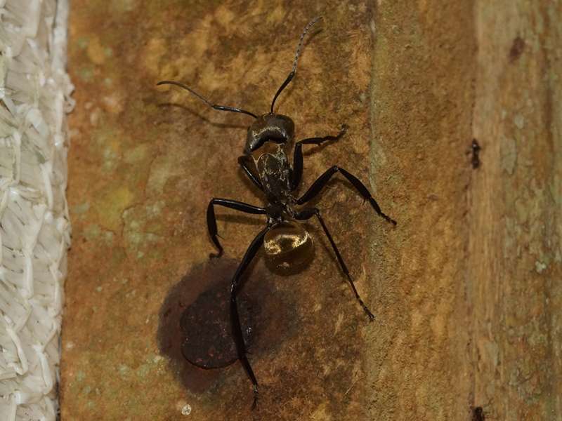 Camponotus sericeiventris; Foto: 17.12.2017, Sacha Lodge