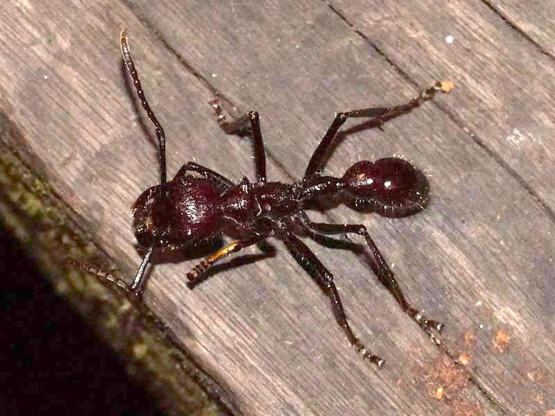 Tropische Riesenameise (Bullet Ant, Paraponera clavata); Foto: 17.12.2017, Sacha Lodge