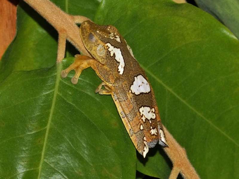 Hypsiboas geographicus (Map Tree Frog); Foto: 17.12.2017, Sacha Lodge