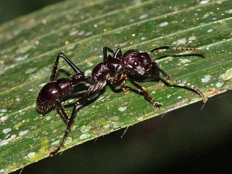 Tropische Riesenameise (Bullet Ant, Paraponera clavata); Foto: 18.12.2017, Sacha Lodge