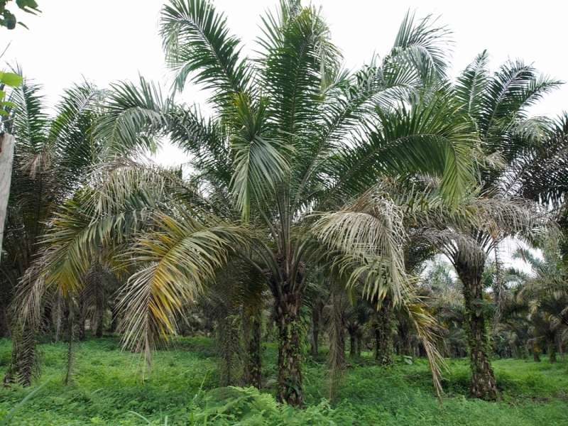 Ölpalme (African Oil Palm, Elaeis guineensis); Foto: 21.12.2017, Nähe La Concordia