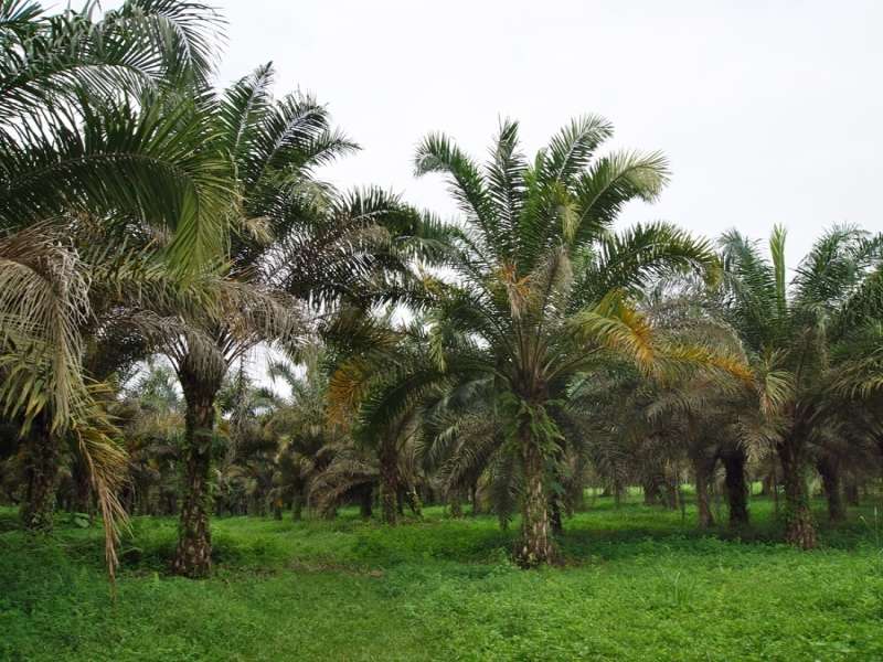 Ölpalme (African Oil Palm, Elaeis guineensis); Foto: 21.12.2017, Nähe La Concordia
