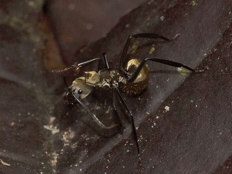 Camponotus sericeiventris; Foto: 21.12.2017, Nähe La Concordia