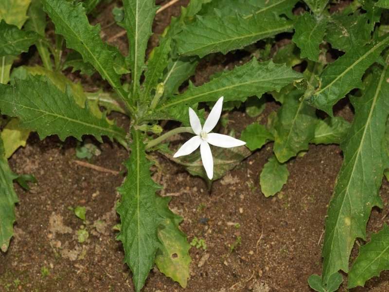 Weißer Stern von Bethlehem (Madamfate, Hippobroma longiflora); Foto: 21.12.2017, Cabañas Heliconia, Nähe La Concordia