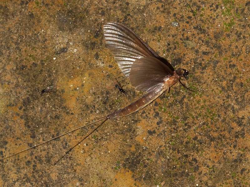 Unbestimmte Insektenart Nr. 27; Foto: 21.12.2017, Cabañas Heliconia, Nähe La Concordia