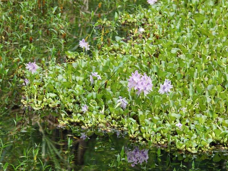 Dickstielige Wasserhyazinthe (Common Water Hyacinth, Eichhornia crassipes); Foto: 22.12.2017, Yellow House Mindo
