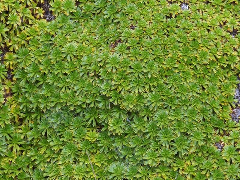 Azorella pedunculata; Foto: 24.12.2017, Reserva Ecológica Antisana