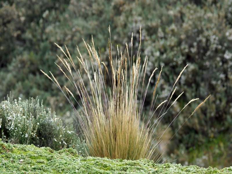 Stipa ichu (Peruvian Feathergrass); Foto: 24.12.2017, Reserva Ecológica Antisana