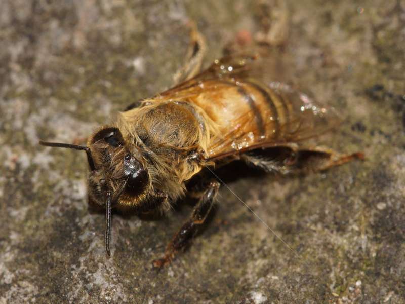 Westliche Honigbiene (Western Honey Bee, Apis mellifera); Foto: 25.12.2017, Wanderweg zum Condor-Machay-Wasserfall