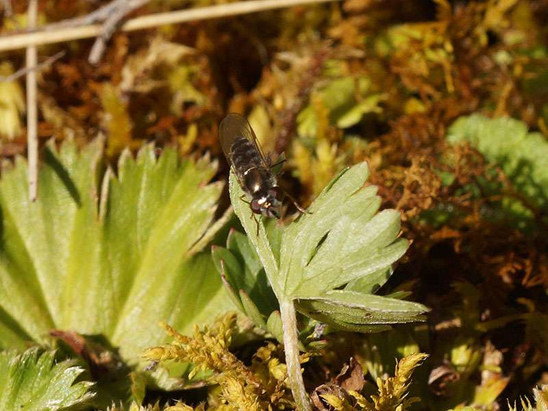 Unbestimmte Insektenart Nr. 32 (Schwebfliege); Foto: 26.12.2017, Cotopaxi-Nationalpark