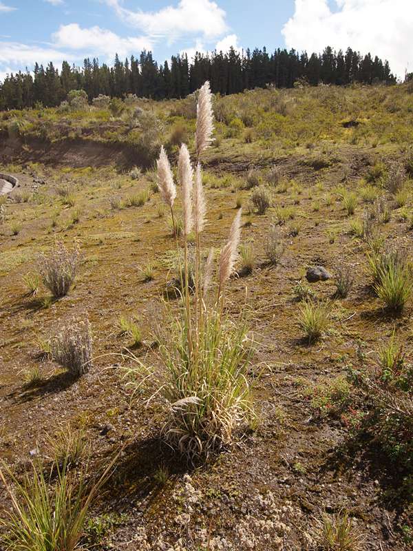 Pampasgras (Pampas-grass, Cortaderia selloana); Foto: 26.12.2017, Cotopaxi-Nationalpark