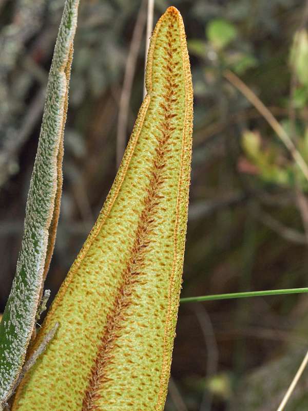 Elaphoglossum engelii; Foto: 26.12.2017, Cotopaxi-Nationalpark
