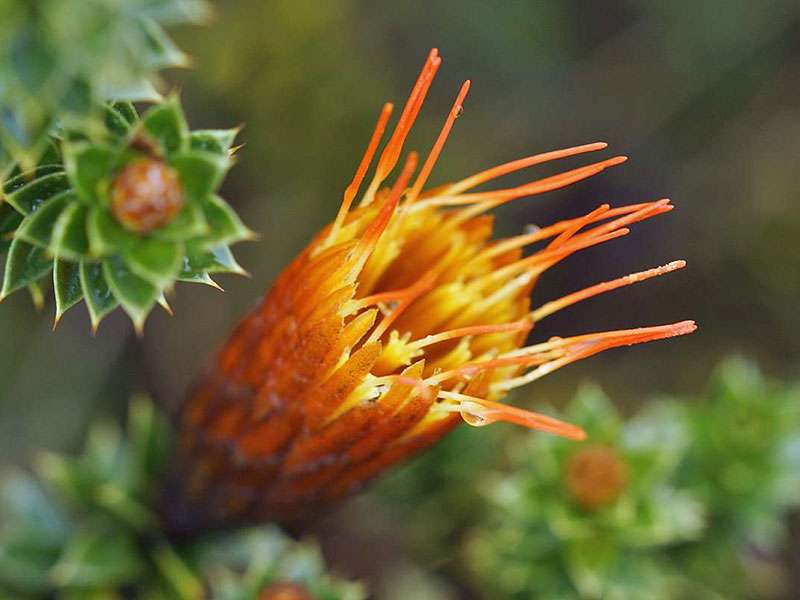Chuquiraga jussieui (Flower of the Andes); Foto: 27.12.2017, Reserva de Producción de Fauna Chimborazo