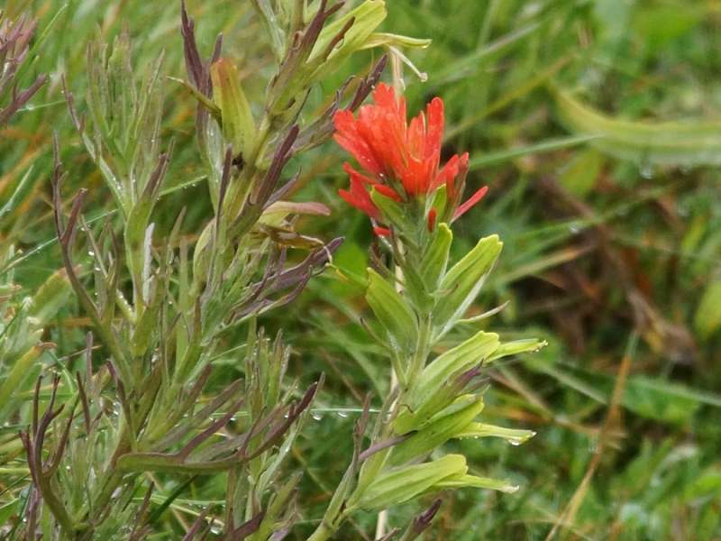 Castilleja fissifolia; Foto: 27.12.2017, Reserva de Producción de Fauna Chimborazo