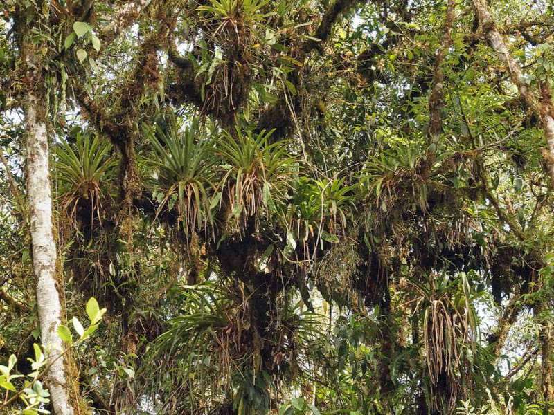 Bromelie (Bromelia, Bromeliaceae sp.); Foto: 08.12.2017, Cabañas San Isidro, Nähe Cosanga