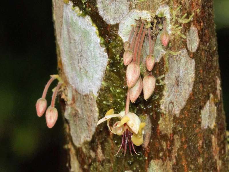 Kakaobaum (Cacao Tree, Theobroma cacao); Foto: 08.12.2017, Huasquila Amazon Lodge, Nähe Cotundo