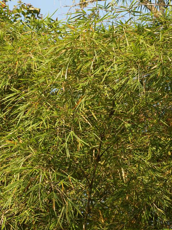 Bambus (Bamboo, Bambusoideae sp.); Foto: 10.12.2017, Hakuna Matata Lodge, Nähe Tena
