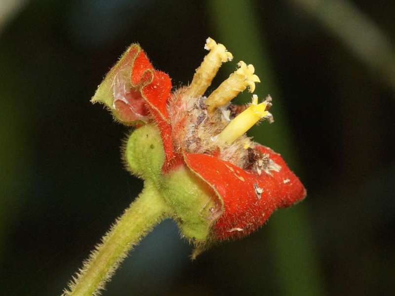 Kussmaul (Sore-mouth Bush, Psychotria poeppigiana); Foto: 10.12.2017, Hakuna Matata Lodge, Nähe Tena