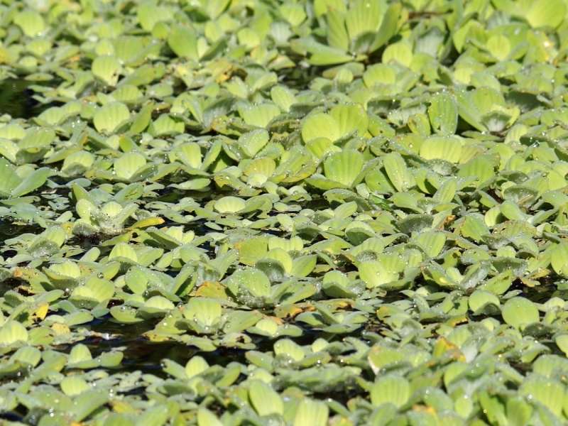Wassersalat (Water Cabbage, Pistia stratiotes); Foto: 13.12.2017, Napo Wildlife Center