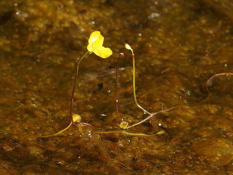 Zwerg-Wasserschlauch (Floating Bladderwort, Utricularia gibba); Foto: 18.12.2017, Sacha Lodge