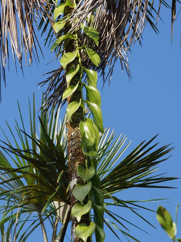 Gewürzvanille (West Indian Vanilla, Vanilla planifolia); Foto: 18.12.2017, Sacha Lodge