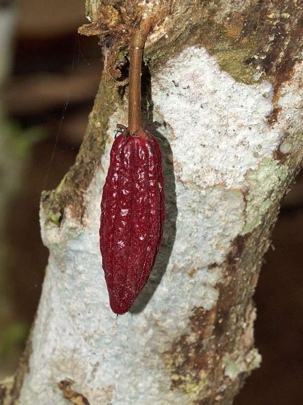 Kakaobaum (Cacao Tree, Theobroma cacao); Foto: 21.12.2017, Cabañas Heliconia, Nähe La Concordia