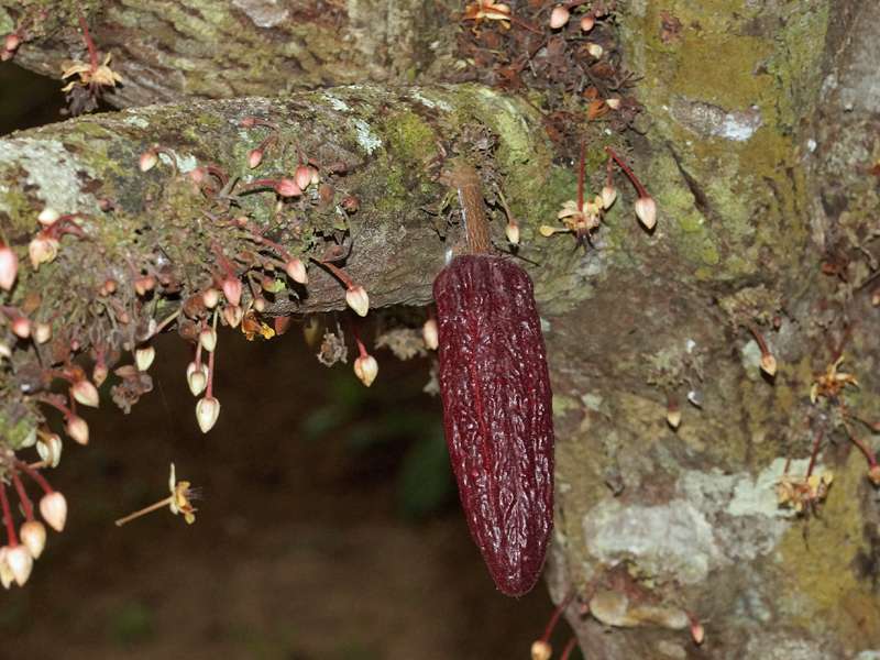 Kakaobaum (Cacao Tree, Theobroma cacao); Foto: 21.12.2017, Cabañas Heliconia, Nähe La Concordia