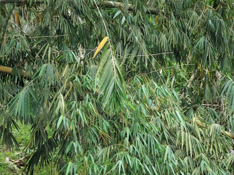 Bambus (Bamboo, Bambusoideae sp.); Foto: 21.12.2017, Nähe La Concordia