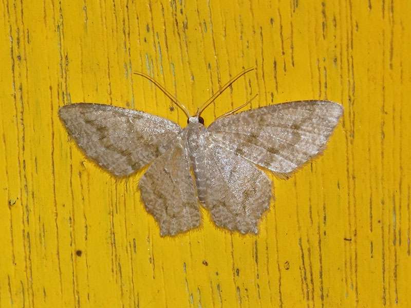 Unbestimmte Schmetterlingsart Nr. 282; Foto: 22.12.2017, Yellow House Mindo