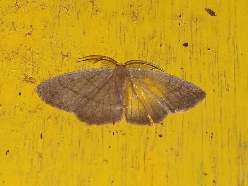 Unbestimmte Schmetterlingsart Nr. 284; Foto: 22.12.2017, Yellow House Mindo