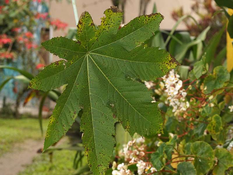 Wunderbaum (Castor-oil-plant, Ricinus communis); Foto: 23.12.2017, Yellow House Mindo