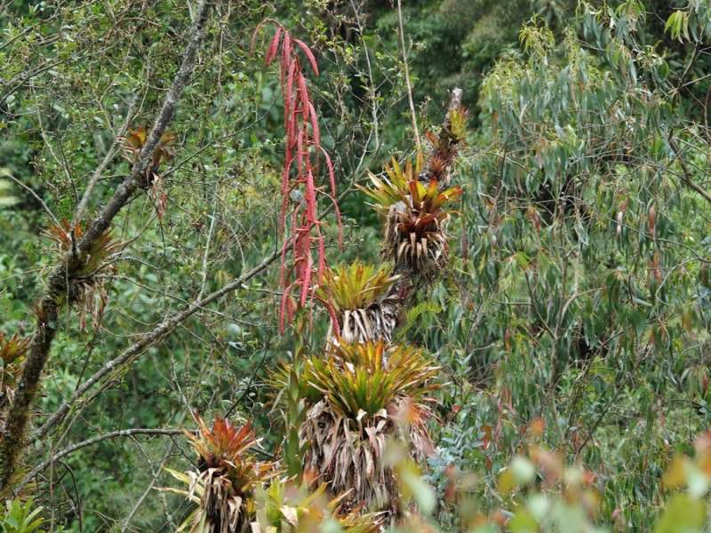 Bromelie (Bromelia, Bromeliaceae sp.); Foto: 25.12.2017, Wanderweg zum Condor-Machay-Wasserfall