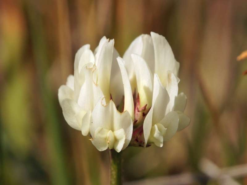 Unbestimmte Pflanzenart Nr. 42 (Trifolium sp.); Foto: 26.12.2017, Cotopaxi-Nationalpark