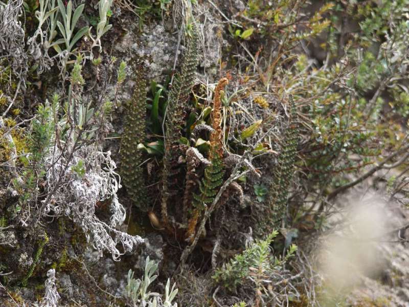 Unbestimmte Pflanzenart Nr. 50; Foto: 26.12.2017, Cotopaxi-Nationalpark