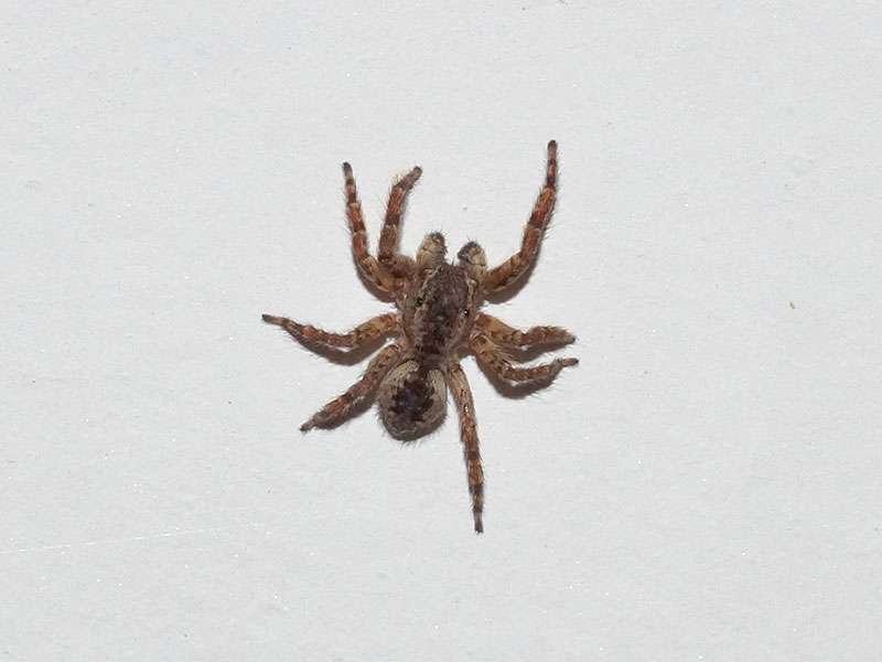 Unbestimmte Spinnenart Nr. 50 (Salticidae); Foto: 27.12.2017, Riobamba
