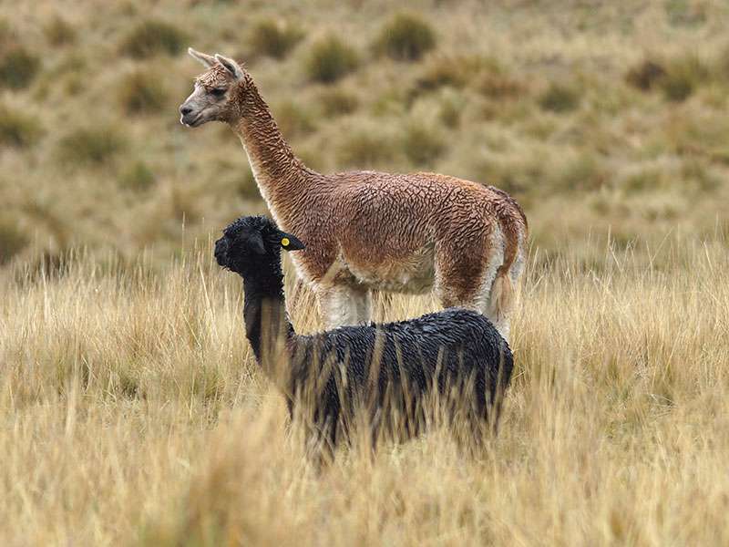 Lama (Llama, Lama glama); Foto: 27.12.2017, Reserva de Producción de Fauna Chimborazo
