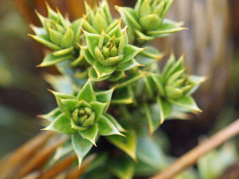 Chuquiraga jussieui (Flower of the Andes); Foto: 27.12.2017, Reserva de Producción de Fauna Chimborazo