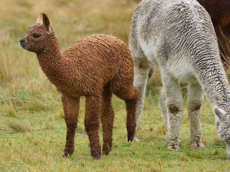 Lama (Llama, Lama glama); Foto: 27.12.2017, Reserva de Producción de Fauna Chimborazo