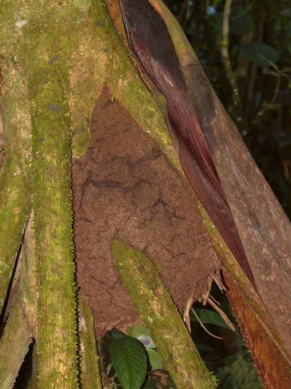 Termitennest im Wald der Insel des Sumak Allpa Projektes; Foto: 10.12.2017, Nähe Puerto Francisco de Orellana
